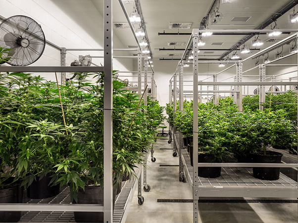 Cannabis-Grow-Facility-NM-1